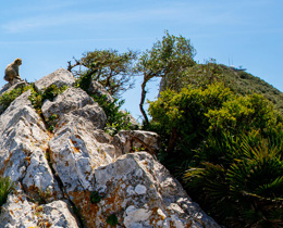 Conservation collaboration: Insights from the Gibraltar Overseas Territory Biodiversity Strategy Consultation Workshop