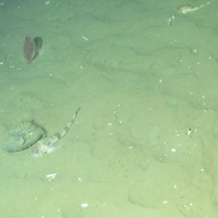 © JNCC/Marine Scotland Science. 5. Close-up of the seabed showing Ocean quahog (Arctica islandica), phosporescent sea-pen (Pennatula phosphorea) and gurnard (Triglidae) on offshore subtidal sands and gravels. Image provided by JNCC/Marine Scotland Science.