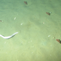 © JNCC/Marine Scotland Science. 3. Close-up of the seabed showing phosphorescent sea-pens (Pennatula phosphorea) and hag fish (Myxini) on offshore subtidal sands and gravels. Image provided by JNCC/Marine Scotland Science.