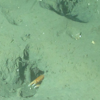 © JNCC/Marine Scotland Science. 4. Close-up of the seabed showing Norway lobster (Nephrops norvegicus) burrow in offshore subtidal sands and gravels. Image provided by JNCC/Marine Scotland Science.