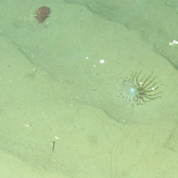 © JNCC/Marine Scotland Science. 1. Close-up of the seabed showing sea anemone (Arachnanthus sarsi) and Phosphorescent sea-pens (Pennatula phosphorea) on offshore subtidal sands and gravels. Image provided by JNCC/Marine Scotland Science.