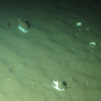 © JNCC/Marine Scotland Science. 6. Close-up of the seabed showing large sea snails (Buccinidae ssp.) on subtidal sand and gravel. Image provided by JNCC/Marine Scotland Science.