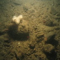 © JNCC/Cefas 3. Close-up of the seabed at Farnes East MCZ, showing subtidal mixed sediment habitat with sea spider on a Dead Man's Finger soft coral (Alcyonium digitatum). Image by JNCC/Cefas