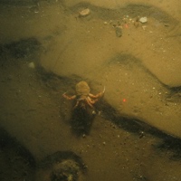 4. Close-up of the seabed at Farnes East MCZ, showing a hermit crab (Pagurus bernhardus) on subtidal muddy sand. Image by JNCC/Cefas.