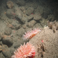 5. Close-up of the seabed at Farnes East MCZ showing anemones (Anthozoa) and other epifauna on moderate energy circalittoral rock. Image by JNCC/Cefas.