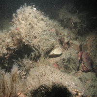 © JNCC and Cefas 7. Close-up of the seabed at Farnes East MCZ showing crab (Cancer pagurus), brittlestars (Ophiothrix) and epifauna on moderate energy circalittoral rock. Image by JNCC and Cefas.