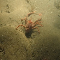 © JNCC/Cefas 8. Close-up of the seabed at Farnes East MCZ showing squat lobster (Munida sp.) on rippled sand. Image by JNCC/Cefas