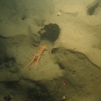 © JNCC/Cefas 9. Close-up of the seabed at Farnes East MCZ showing Norway lobster (Nephrops norvegicus) outside its burrow, along with other burrows and tubes in rippled muddy sediment. Image by JNCC/Cefas.