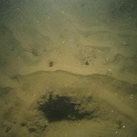 © JNCC/Cefas 10. Close-up of the seabed at Farnes East MCZ showing phosphorescent sea-pen, tubes and burrows in muddy sediment. Image by JNCC/Cefas.