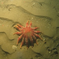 © JNCC/Cefas 11. Close-up of the seabed at Farnes East MCZ showing common sun star (Crossaster papposus) on rippled coarse sediment. Image by JNCC/Cefas.