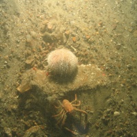 © JNCC/Cefas 12. Close-up of the seabed at Farnes East MCZ showing squat lobster (Munida sp) and sea urchin on coarse sediment. Image by JNCC/Cefas.
