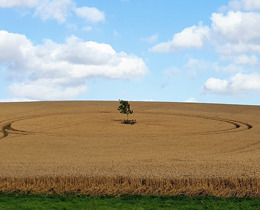 Photograph of a crop field with a blue sky above (image courtesy of Alexandra Cunha, J N C C)