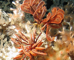 New indicator released to monitor UK's threatened environment