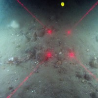 Close-up of the seabed at Markham's Triangle, showing a tub gurnard (Chelidonichthys lucernus), dead man's fingers (Alcyonium digitatum) and brittlestars (Ophiuroidea) on sediment with pebbles