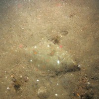 Close-up of the seabed at Markham's Triangle MCZ, showing plaice (Pleuronectes plates) on silty sediment