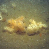 Close-up of the seabed at Markham's Triangle MCZ, showing dead man's fingers (Alyconium digitatum) on sandy sediment