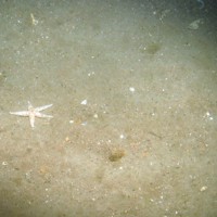 Close-up of the seabed at Markham's Triangle, showing a common starfish (Asterias rubens) on a sandy seabed with polychaete worm tubes
