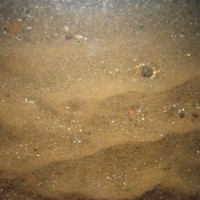 Close-up of the seabed at Markham's Triangle MCZ showing rippled sand with shell fragments