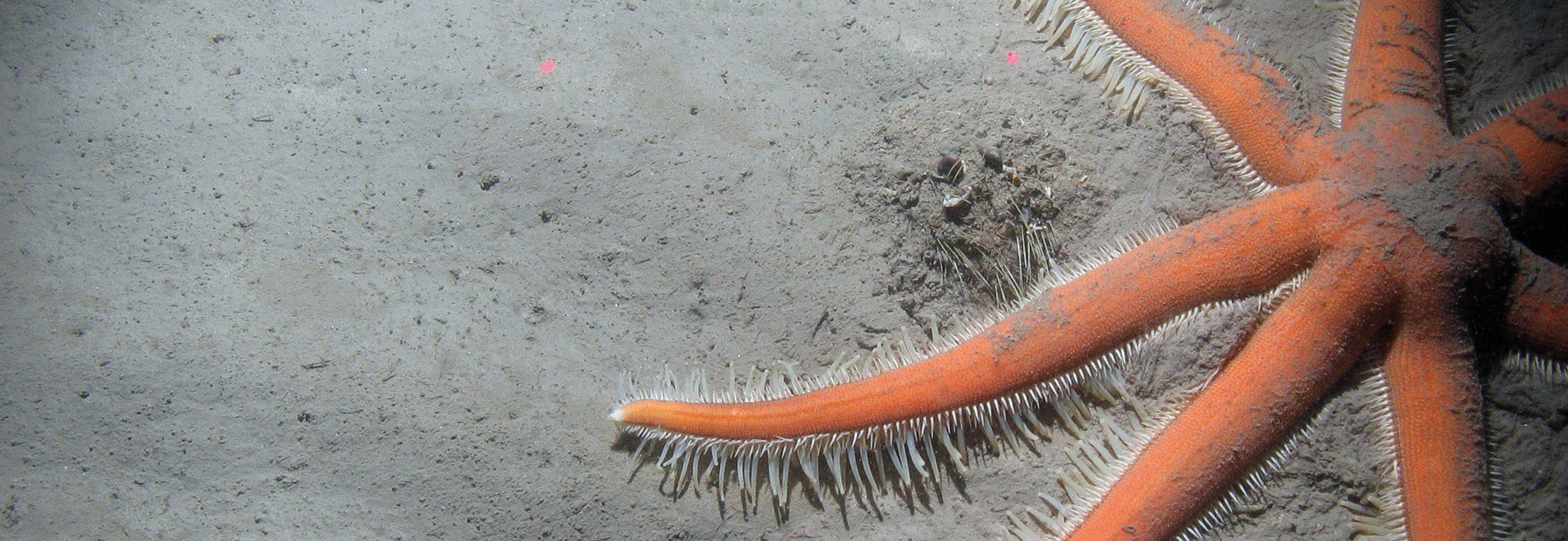 Publication of formal conservation advice for eight offshore MPAs