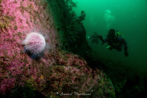 Divers investigating a wall, Kinlochbervie, Scotland © Samuel Matthews
