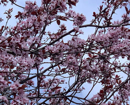 Interim Chair appointment extended