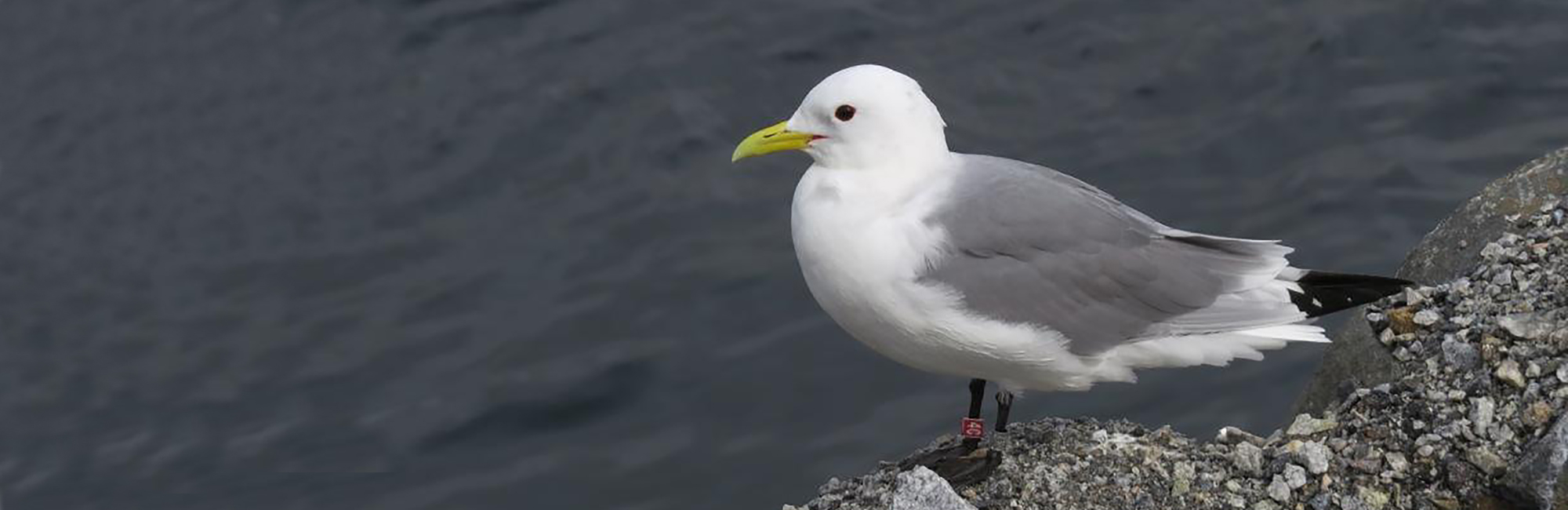 Offshore Wind Environmental Evidence Register launched