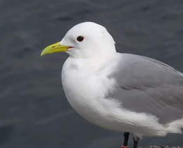 Offshore Wind Environmental Evidence Register launched
