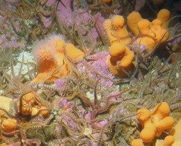 International Partnership on MPAs, Biodiversity and Climate Change launched