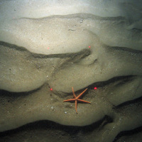 © JNCC/Cefas The starfish (Stichastrella rosea) on rippled sand at East of Haig Fras MCZ
