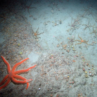 Image of a seven armed starfish (Luidia ciliaris) and black brittlestars (Ophiocomina nigra) on bedrock with Devonshire cup corals (Caryophyllia smithii) at Haig Fras SAC (©JNCC/Cefas)