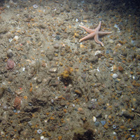 Sand and gravel seabed at Haisborough, Hammond and Winterton SAC, with anemones (Sagartia sp. and Cerianthus lloydii), sponge, hydroids, swimming crabs (Liocarcinus sp.) and the common starfish (Asterias rubens) (© JNCC/NE/Cefas)