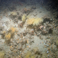 © JNCC/NE/Cefas 2011 Image of antenna hydroid (Nemertesia antennina) and other biota on sand and gravel seabed at Haisborough, Hammond and Winterton SAC (© JNCC/NE/Cefas)