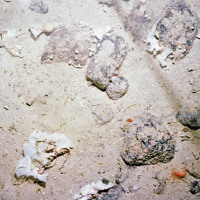 © Marine Scotland Science/University of Plymouth, 2008 Cobbles on sediment with lace bryozoa (Reteporella sp.) and other species © Marine Scotland Science/University of Plymouth, 2008