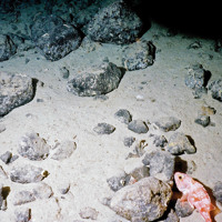 © Marine Scotland Science/JNCC/University of Plymouth, 2005 Blue-mouth (Helicolenus dactylopterus) on sediment and boulders © Marine Scotland Science/JNCC/University of Plymouth, 2005