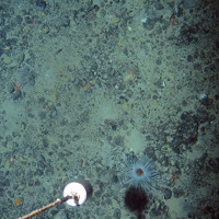 The fireworks anemone (Pachycerianthus multiplicatus) on a mixed substrata seabed © Marine Scotland Science/JNCC/University of Plymouth, 2007