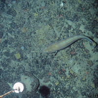 © Marine Scotland Science/JNCC/University of Plymouth, 2007 A Torsk (Brosme brosme) swimming over mixed substrata seabed with encrusting sponges and long clawed squat lobsters (Munida rugosa) © Marine Scotland Science/JNCC/University of Plymouth, 2007