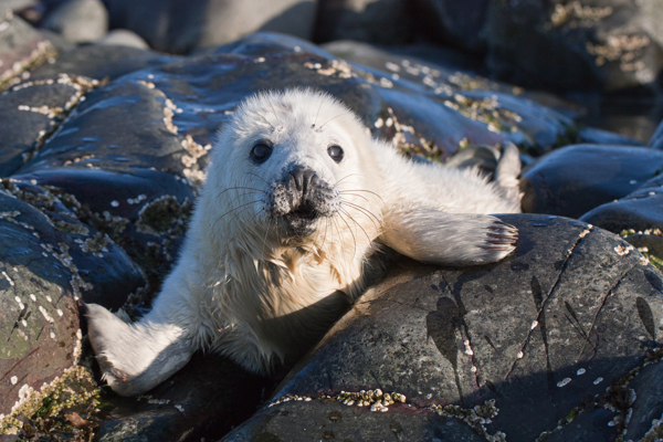 Grey seal pup ©Graeme Duncan