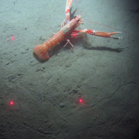 © JNCC/Cefas seabed