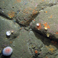 Bedrock with a common sea urchin, cup sponges and encrusting sponges at Stanton Banks SAC