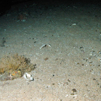 Square-end horn wrack (Securiflustra securifrons) and other fauna on sand scoured rock with starfish (Luidia sarsii)
