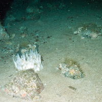 A white sponge (Oceanapia robusta) and other fauna (including hydroids and branched calcareous bryozoa) on mixed substrata
