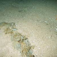 Square-end horn wrack (Securiflustra securifrons) on sand scoured rock with starfish (Luidia sarsii)