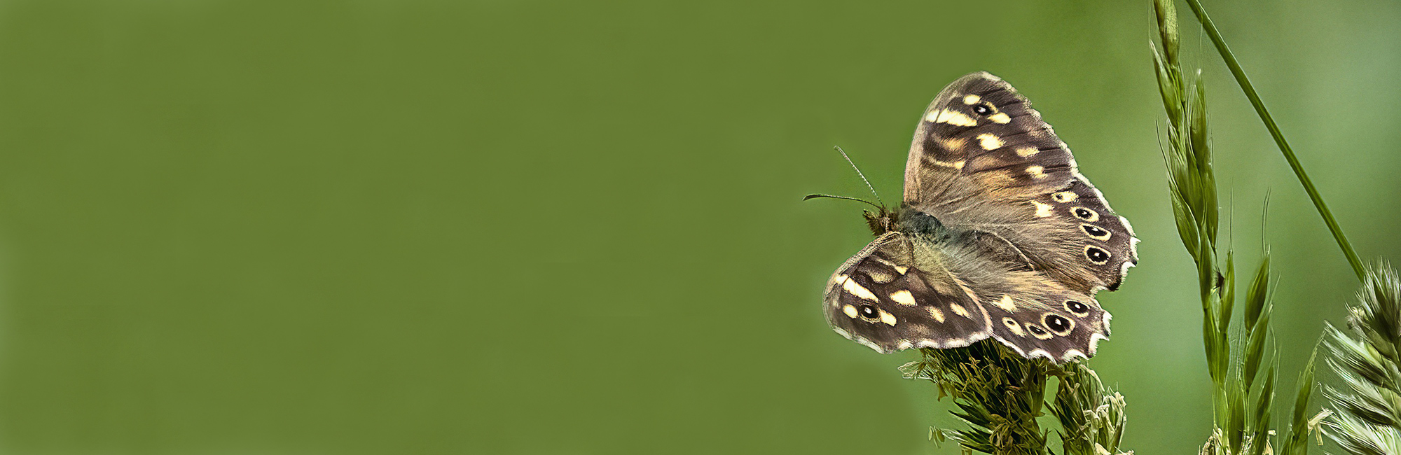 JNCC Bulletin October 2021