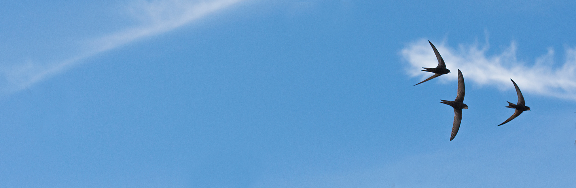 Birds of Conservation Concern 5 published