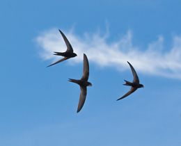 Birds of Conservation Concern 5 published