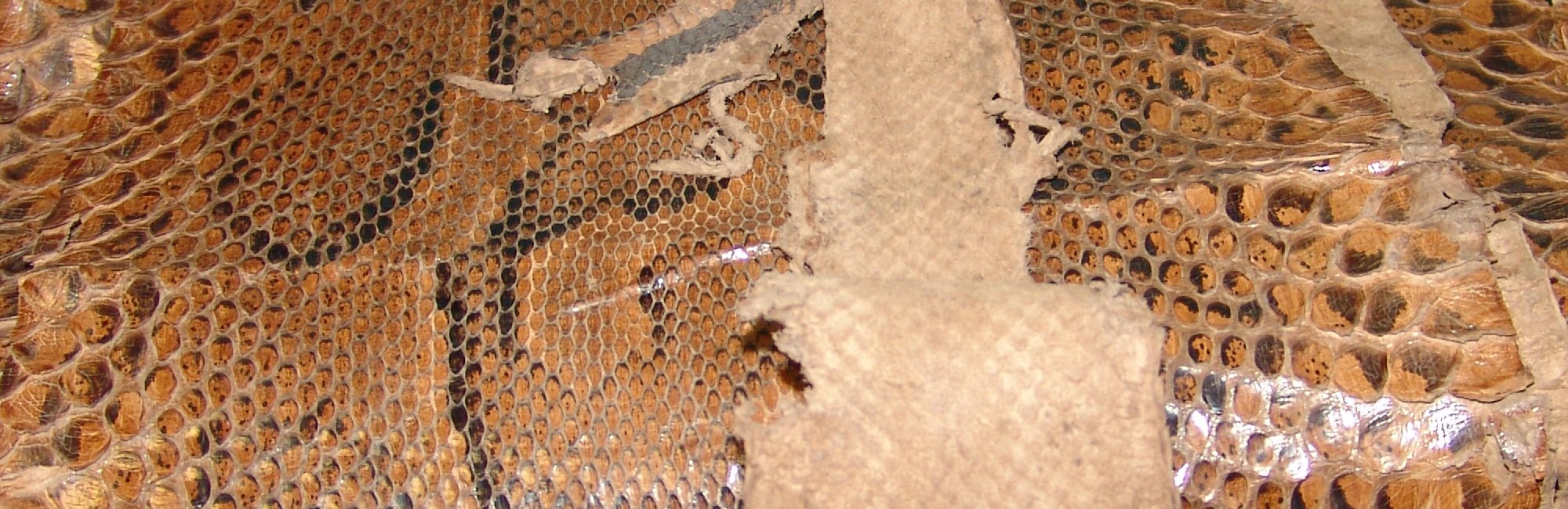 Peterborough Museum features JNCC’s international wildlife trade work