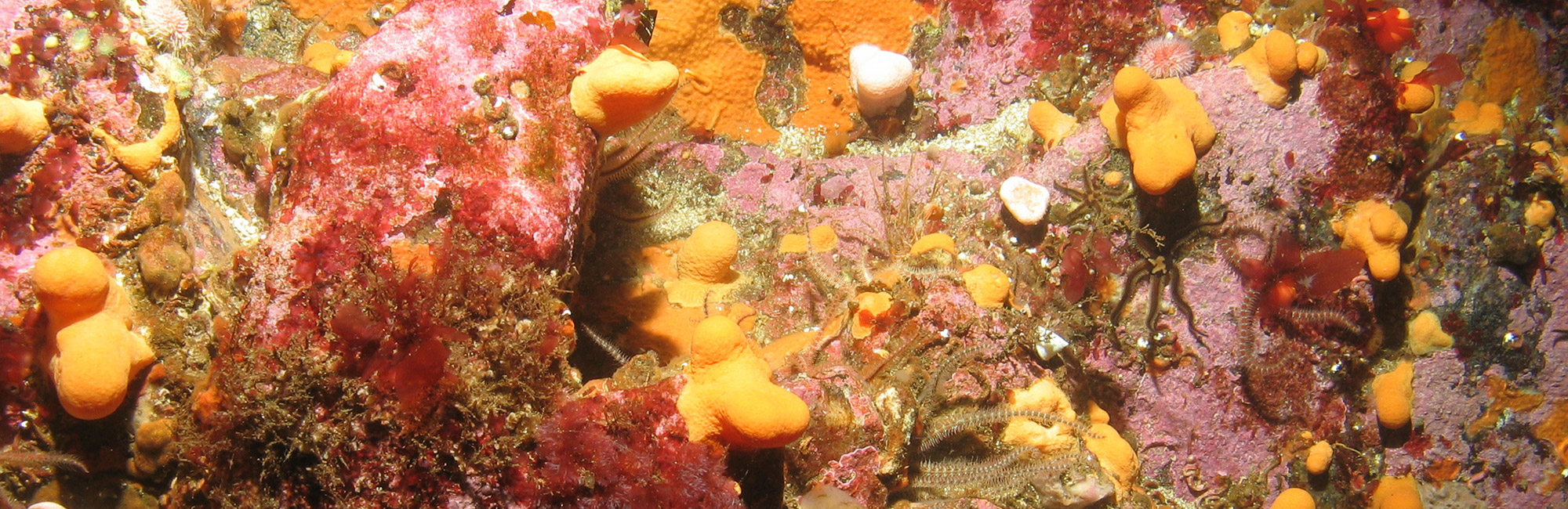 New reports explore efficiency of data flow into the UK Marine Strategy