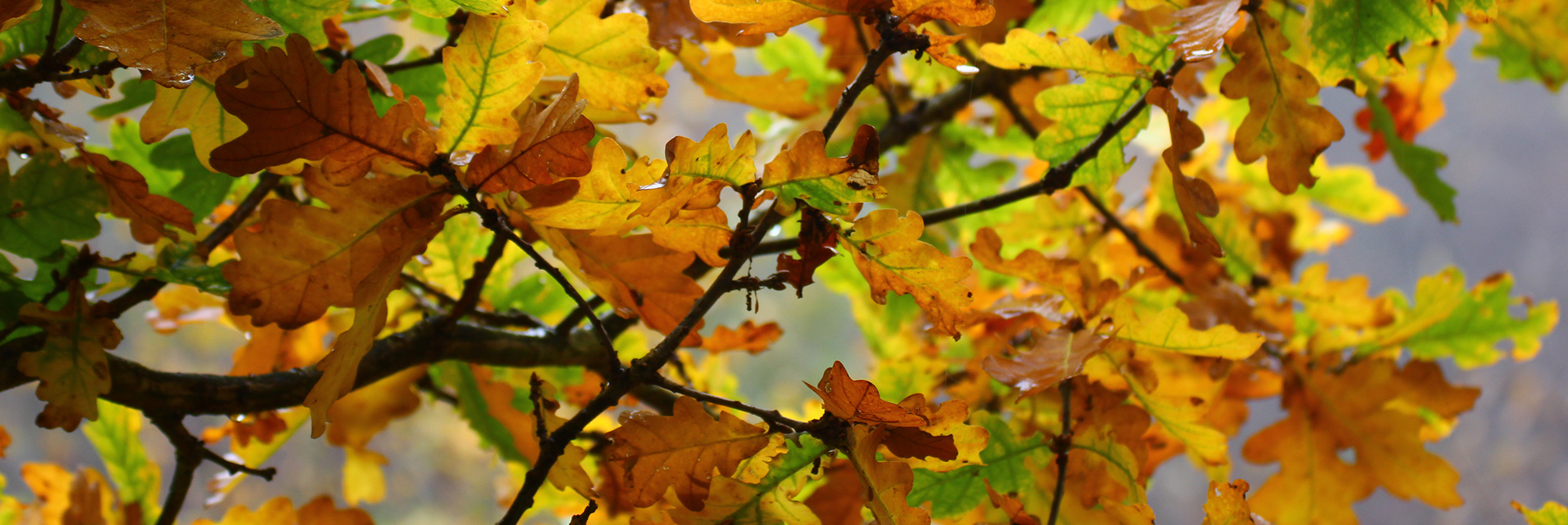 JNCC Bulletin October/November 2022