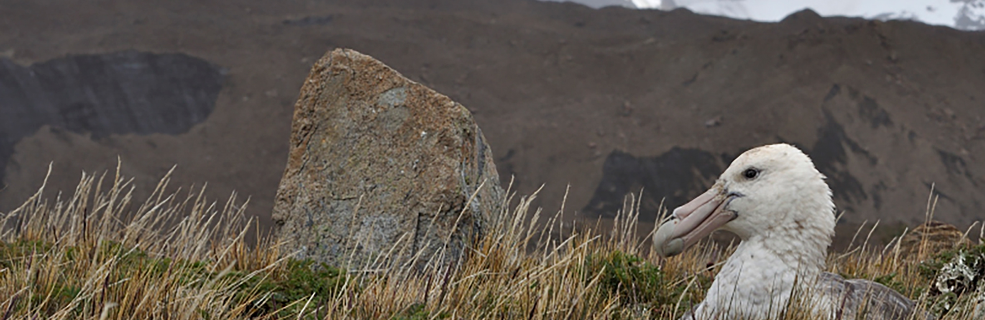 JNCC and Defra partner with the UK Overseas Territories to build a stronger future for biodiversity