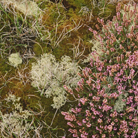 (©) Natural England/Peter Wakely Photograph of heather, lichens and mosses at Winterton-Horsey Dunes Site of Special Scientific Interest. Image courtesy of Natural England / Peter Wakely.